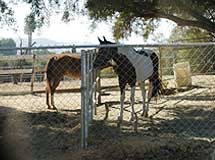 Horses may be kept in certain areas of the city.