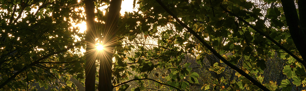 Sun shining through leaves and branches.