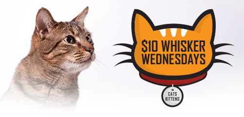 Cute adult house cat looking off into the horizon - Whisker Wednesday Logo